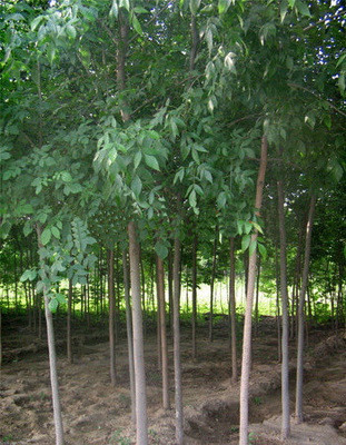 白蠟苗木 河北冀源苗木基地的綠色瑰寶